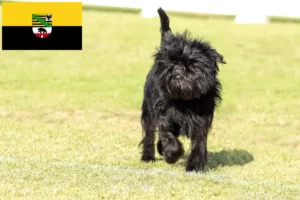 Lees meer over het artikel Affenpinscher fokkers en pups in Saksen-Anhalt