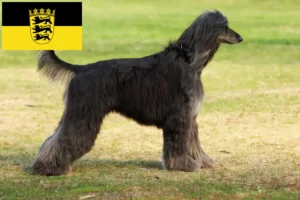 Lees meer over het artikel Afghaanse windhond fokkers en pups in Baden-Württemberg