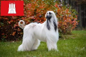 Lees meer over het artikel Afghaanse windhond fokker en puppies in Hamburg