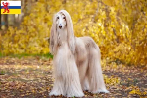 Lees meer over het artikel Afghaanse windhond fokker en pups in Limburg