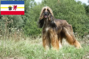 Lees meer over het artikel Afghaanse windhond fokkers en pups in Mecklenburg-Vorpommern