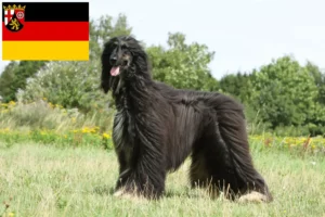 Lees meer over het artikel Afghaanse windhond fokkers en pups in Rijnland-Palts