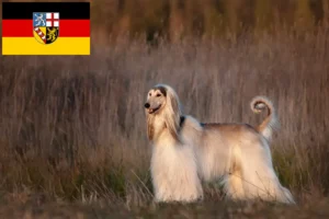 Lees meer over het artikel Afghaanse windhondenfokkers en puppies in Saarland