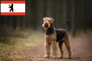 Lees meer over het artikel Airedale Terrier fokkers en pups in Berlijn