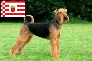 Lees meer over het artikel Airedale Terrier fokkers en pups in Bremen