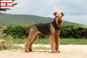Lees meer over het artikel Airedale Terrier fokkers en pups in Drenthe