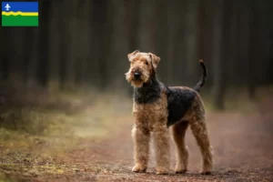 Lees meer over het artikel Airedale Terrier fokkers en pups in Flevoland