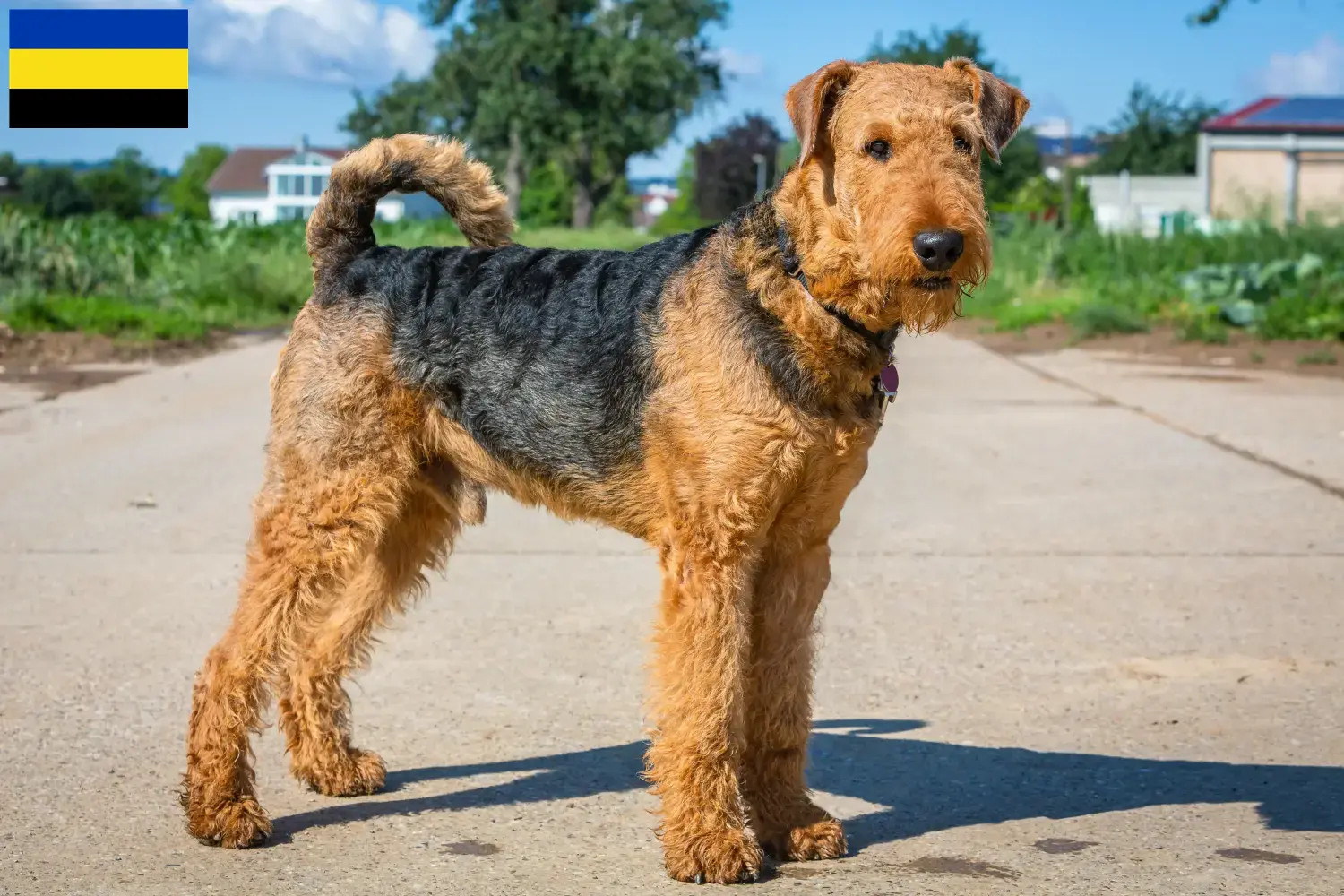 Airedale Terrier puppies en fokkers Gelderland Vind hier Airedale Terrier fokkers in Gelderland.