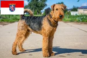 Lees meer over het artikel Airedale Terrier fokkers en pups in Hessen