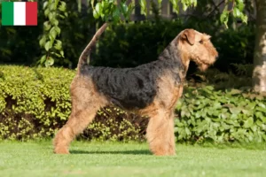 Lees meer over het artikel Airedale Terrier fokkers en pups in Italië
