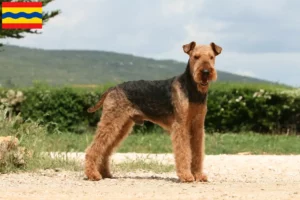 Lees meer over het artikel Airedale Terrier fokkers en pups in Overijssel