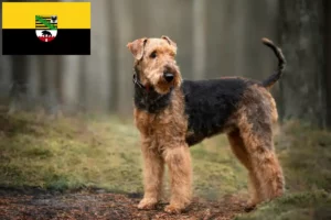 Lees meer over het artikel Airedale Terrier fokkers en pups in Saksen-Anhalt