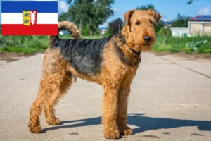 Lees meer over het artikel Airedale Terrier fokkers en pups in Sleeswijk-Holstein
