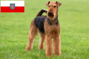 Lees meer over het artikel Airedale Terrier fokkers en pups in Thüringen