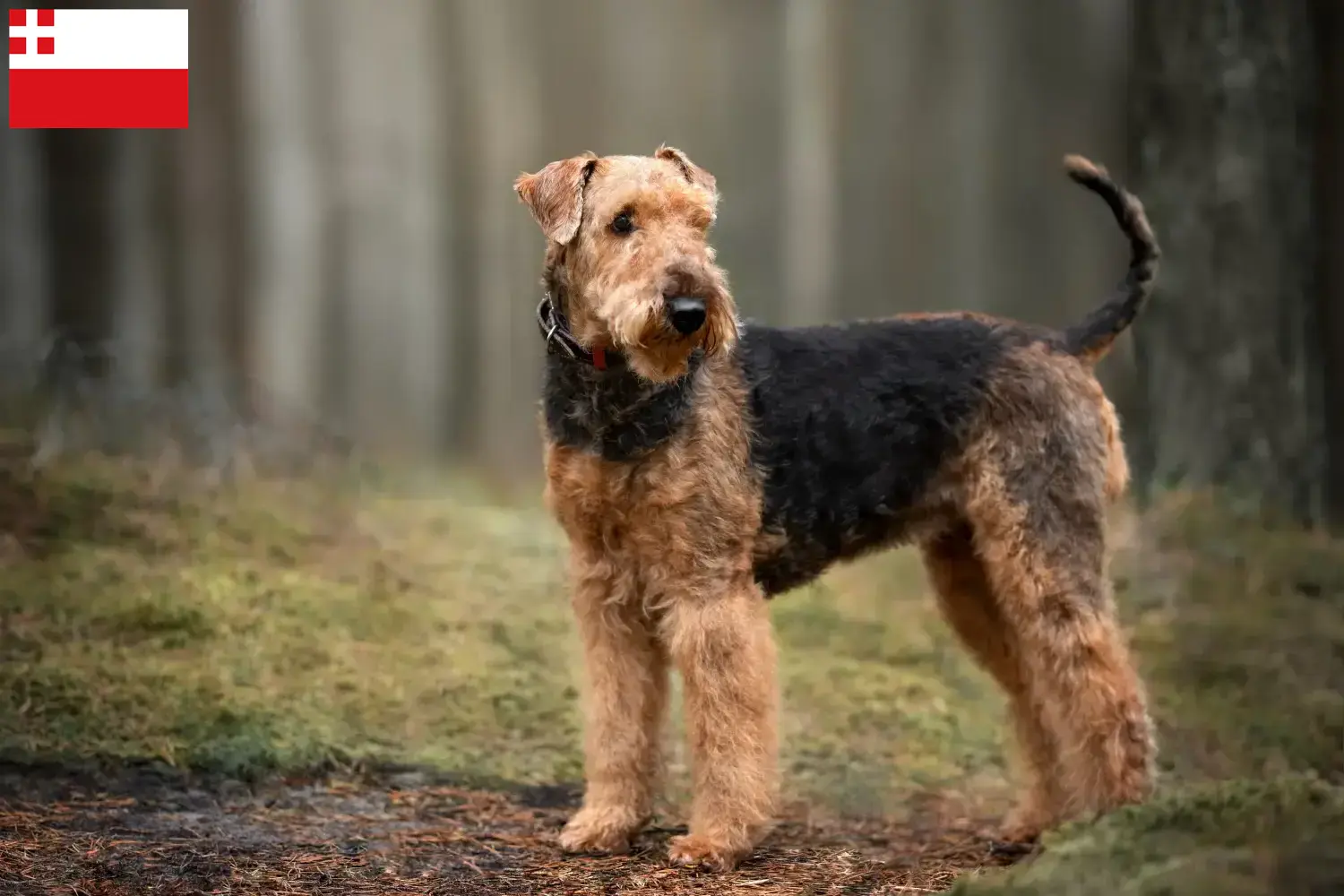 Lees meer over het artikel Airedale Terrier fokkers en pups in Utrecht