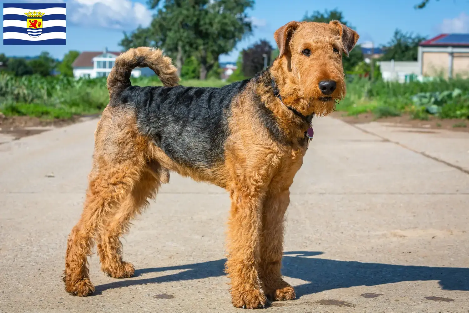 Airedale Terrier pups en fokkers Zeeland Zoek Airedale Terrier fokkers in Zeeland.