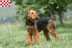 Lees meer over het artikel Airedale Terrier fokkers en pups in Noord-Brabant