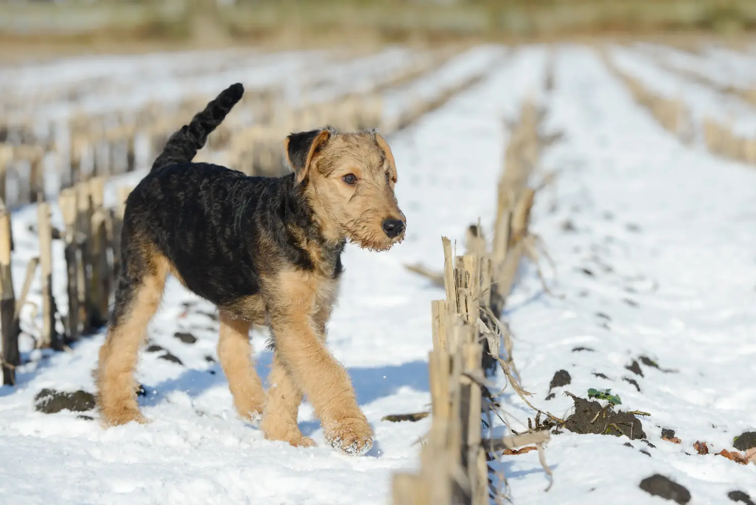 Een Airedale Terrier puppy kopen betekent verantwoordelijkheid nemen! Airedale Terrier puppy kopen.