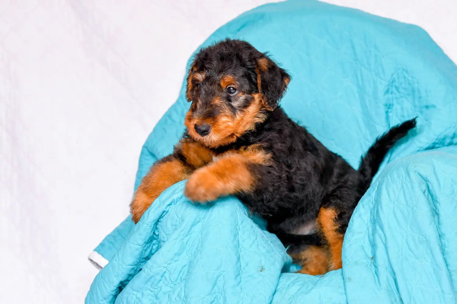 Een Airedale Terrier puppy kopen betekent verantwoordelijkheid nemen! Airedale Terrier puppy kopen.