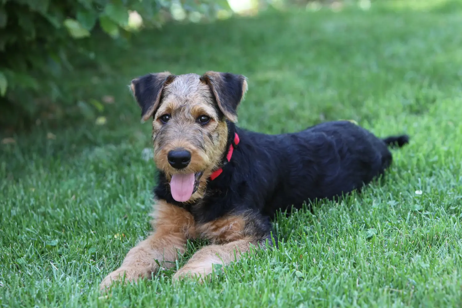Een Airedale Terrier puppy kopen betekent verantwoordelijkheid nemen! Airedale Terrier puppy kopen.