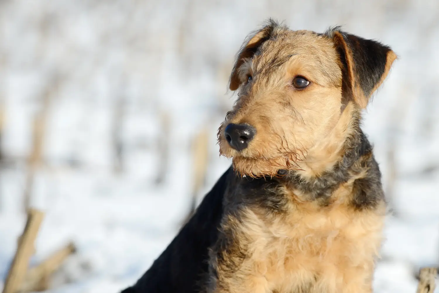 Een Airedale Terrier puppy kopen betekent verantwoordelijkheid nemen! Airedale Terrier puppy kopen.