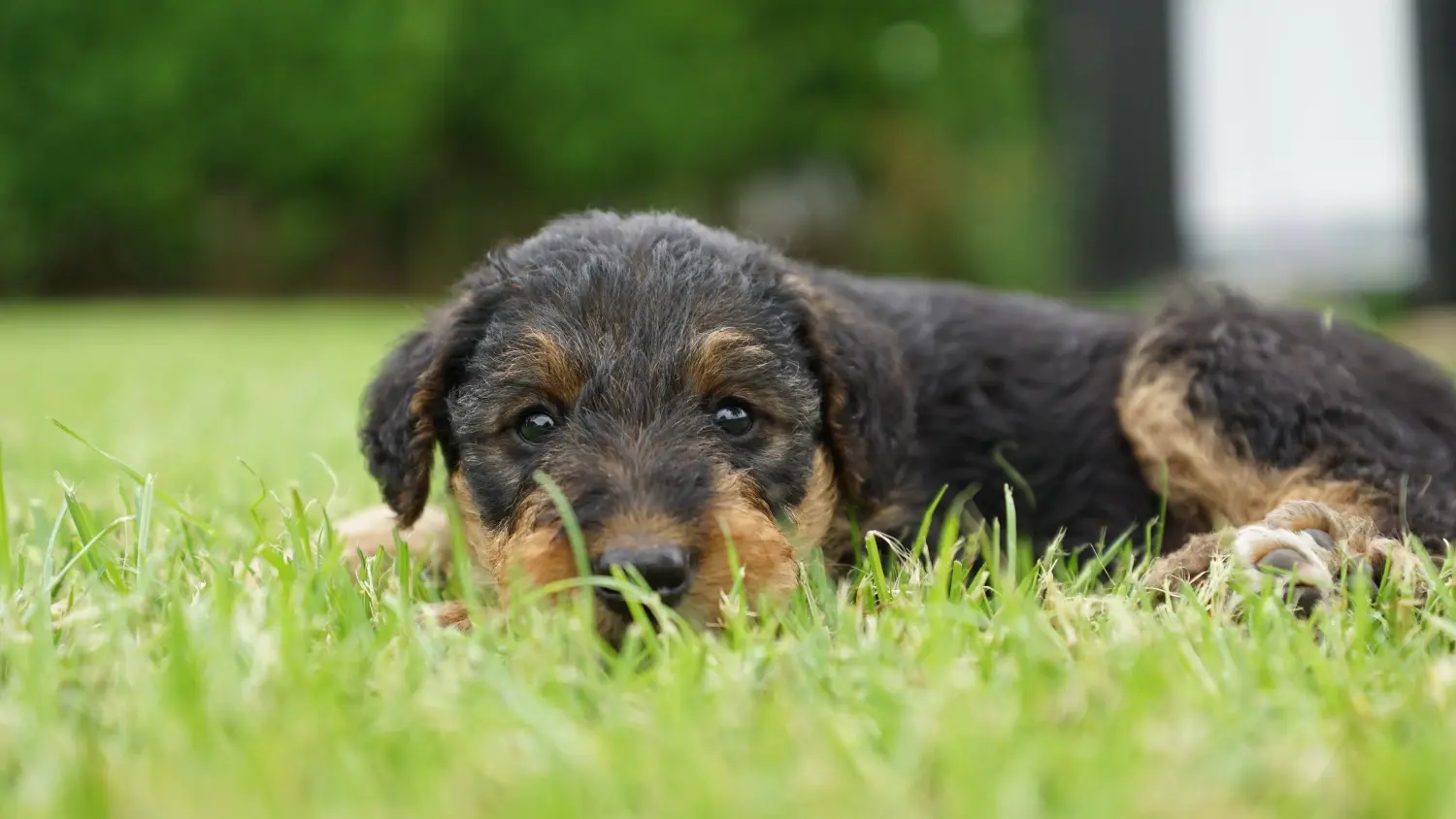 Een Airedale Terrier puppy kopen betekent verantwoordelijkheid nemen! Airedale Terrier puppy kopen.