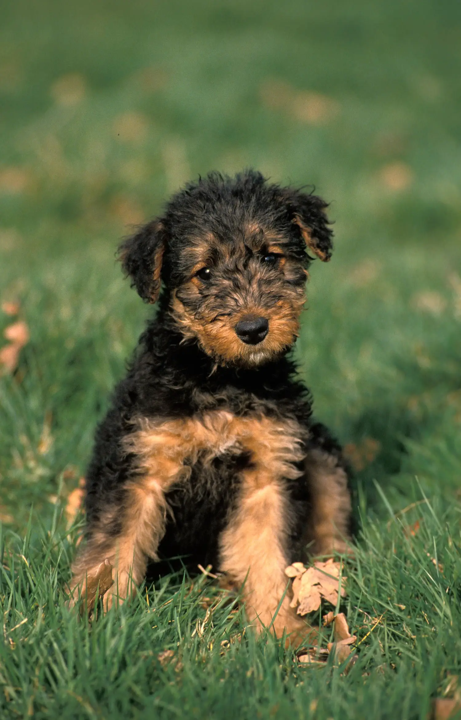 Een Airedale Terrier puppy kopen betekent verantwoordelijkheid nemen! Airedale Terrier puppy kopen.