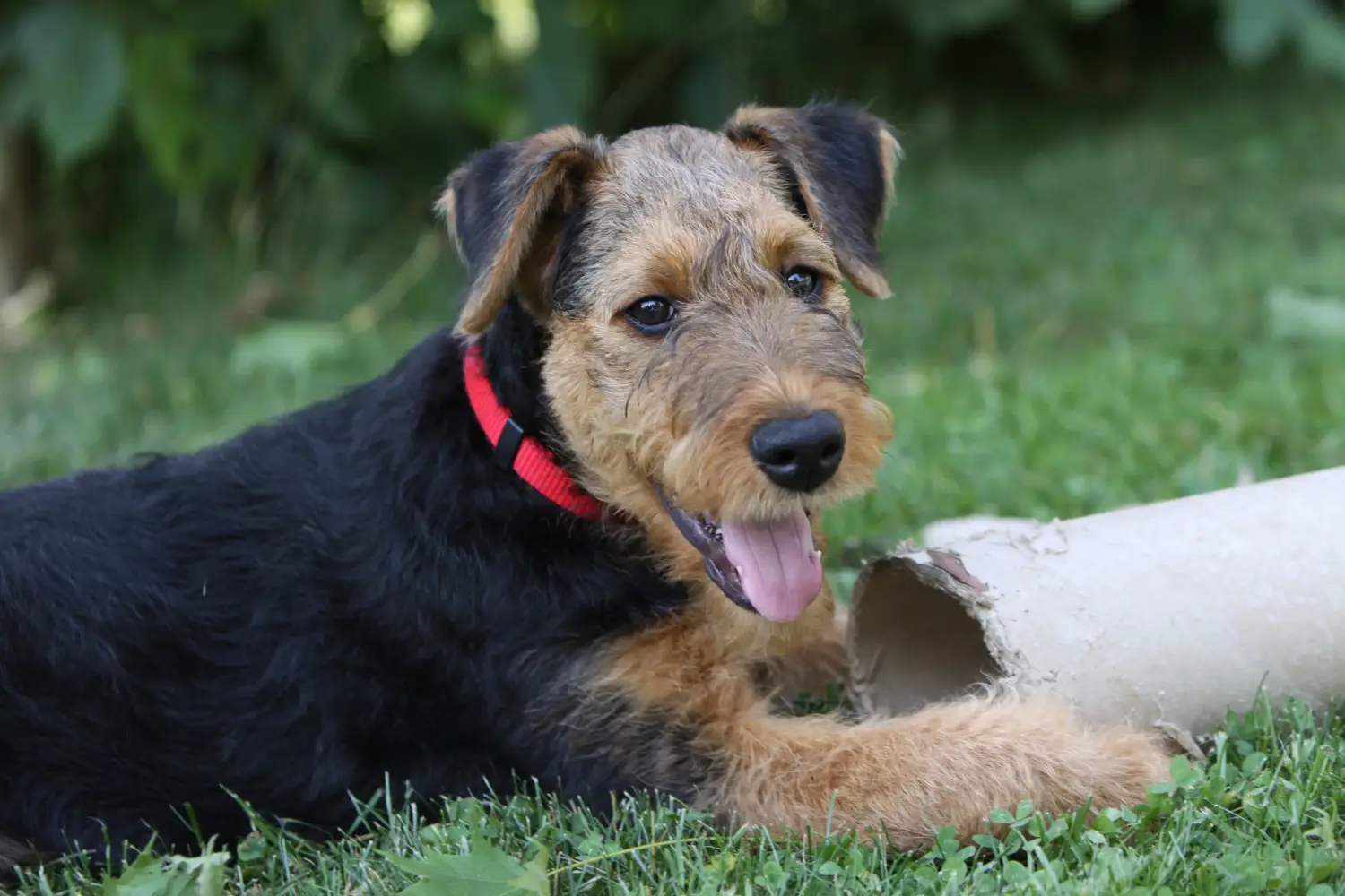 Een Airedale Terrier puppy kopen betekent verantwoordelijkheid nemen! Airedale Terrier puppy kopen.