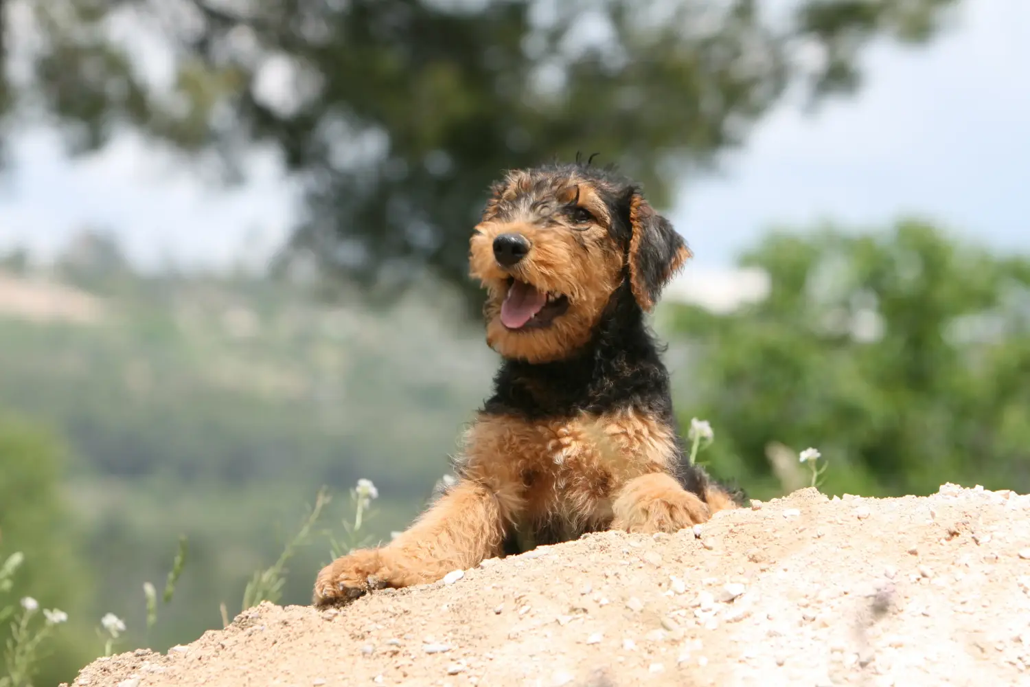 Een Airedale Terrier puppy kopen betekent verantwoordelijkheid nemen! Airedale Terrier puppy kopen.