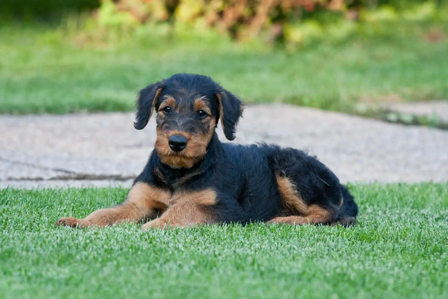 Een Airedale Terrier puppy kopen betekent verantwoordelijkheid nemen! Airedale Terrier puppy kopen.