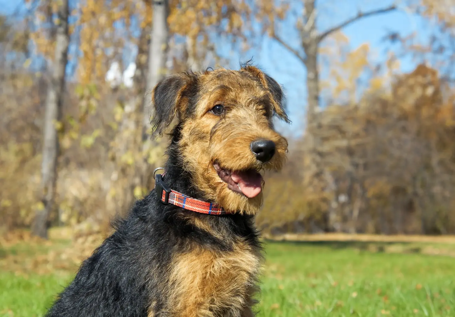 Een Airedale Terrier puppy kopen betekent verantwoordelijkheid nemen! Airedale Terrier puppy kopen.