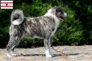 Lees meer over het artikel Akita fokkers en pups in Drenthe