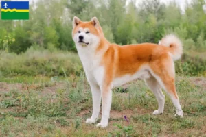 Lees meer over het artikel Akita fokkers en pups in Flevoland