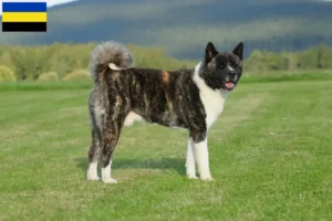 Lees meer over het artikel Akita fokkers en pups in Gelderland