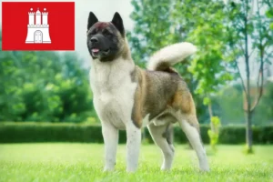 Lees meer over het artikel Akita fokkers en pups in Hamburg