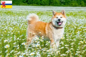 Lees meer over het artikel Akita fokkers en pups in Limburg