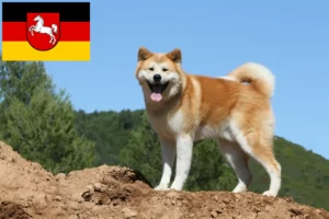 Lees meer over het artikel Akita fokkers en pups in Nedersaksen