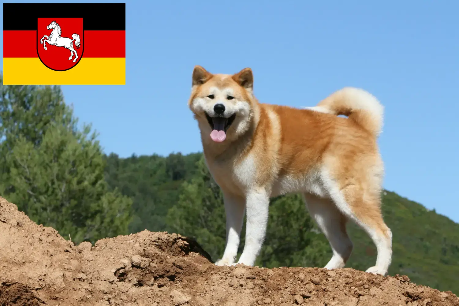 Akita puppy's en fokkers Nedersaksen Hier vind je Akitas fokkers in Nedersaksen.