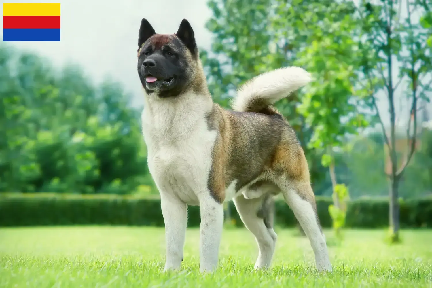 Akita puppies en fokkers Noord-Holland Hier vind je Akitas fokkers in Noord-Holland.