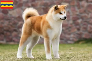 Lees meer over het artikel Akita fokkers en pups in Overijssel