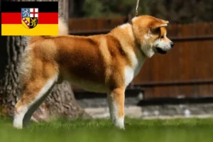 Lees meer over het artikel Akita fokkers en pups in Saarland