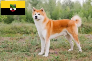 Lees meer over het artikel Akita fokkers en pups in Saksen-Anhalt