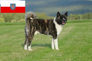 Lees meer over het artikel Akita fokkers en pups in Thüringen