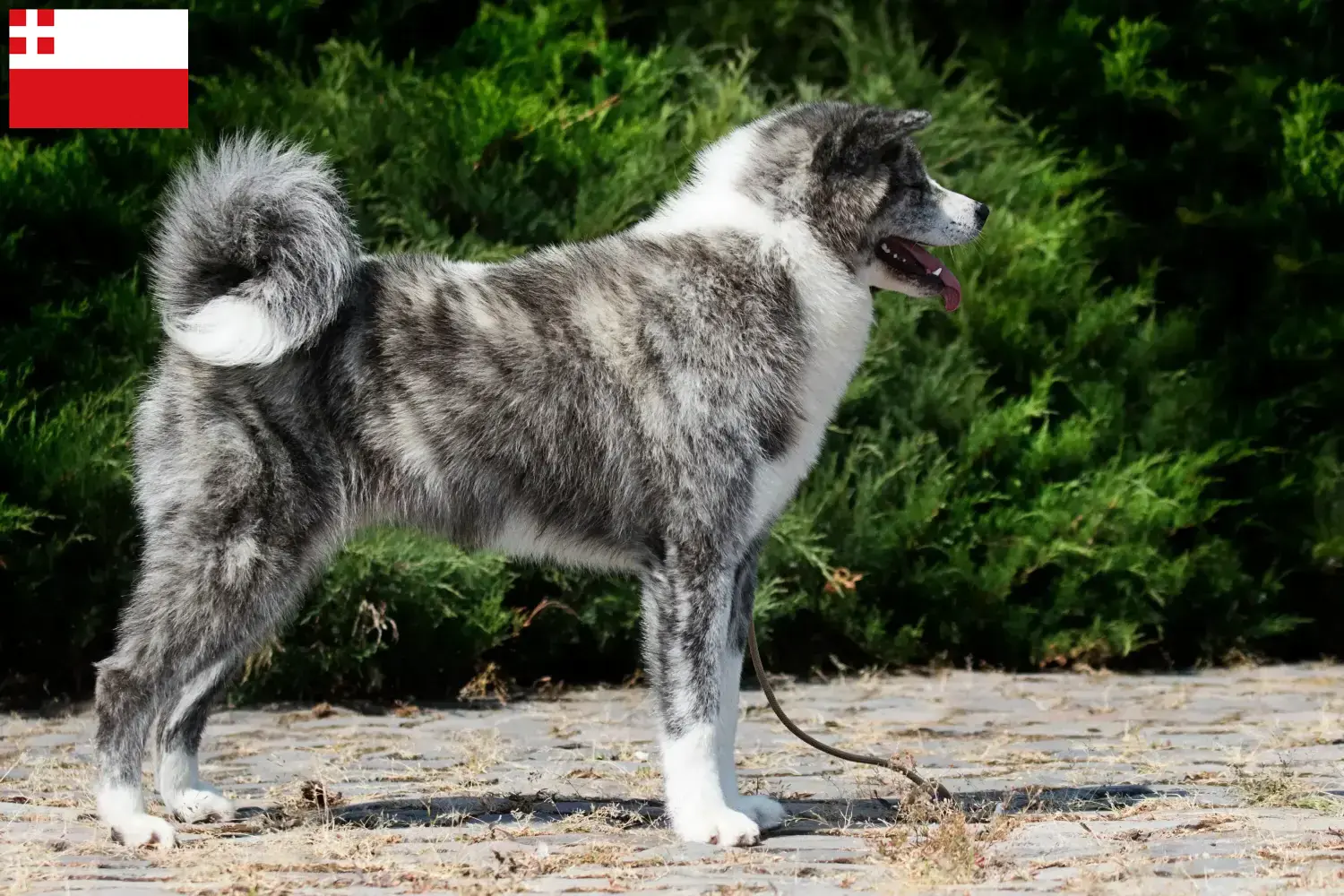 Akita puppy's en fokkers Utrecht Hier vind je Akitas fokkers in Utrecht.