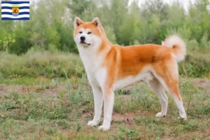 Lees meer over het artikel Akita fokkers en pups in Zeeland