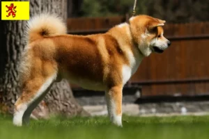 Lees meer over het artikel Akita fokkers en pups in Zuid-Holland