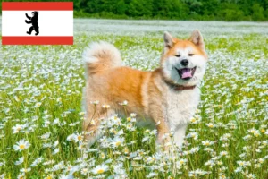 Lees meer over het artikel Akita fokkers en pups in Berlijn