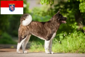 Lees meer over het artikel Akita fokkers en pups in Hessen