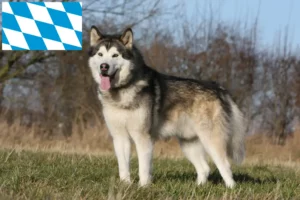 Lees meer over het artikel Alaska Malamute fokkers en pups in Beieren