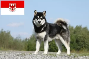 Lees meer over het artikel Alaska Malamute fokkers en pups in Brandenburg